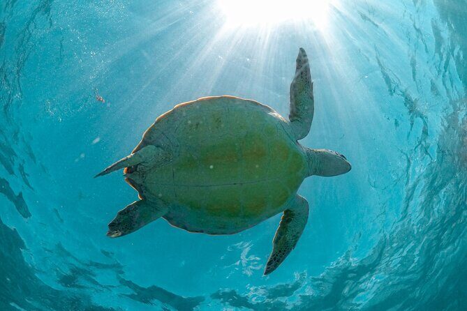 From Tulum: Akumal Beach Swim and Snorkel with Turtles Experience - Key Points
