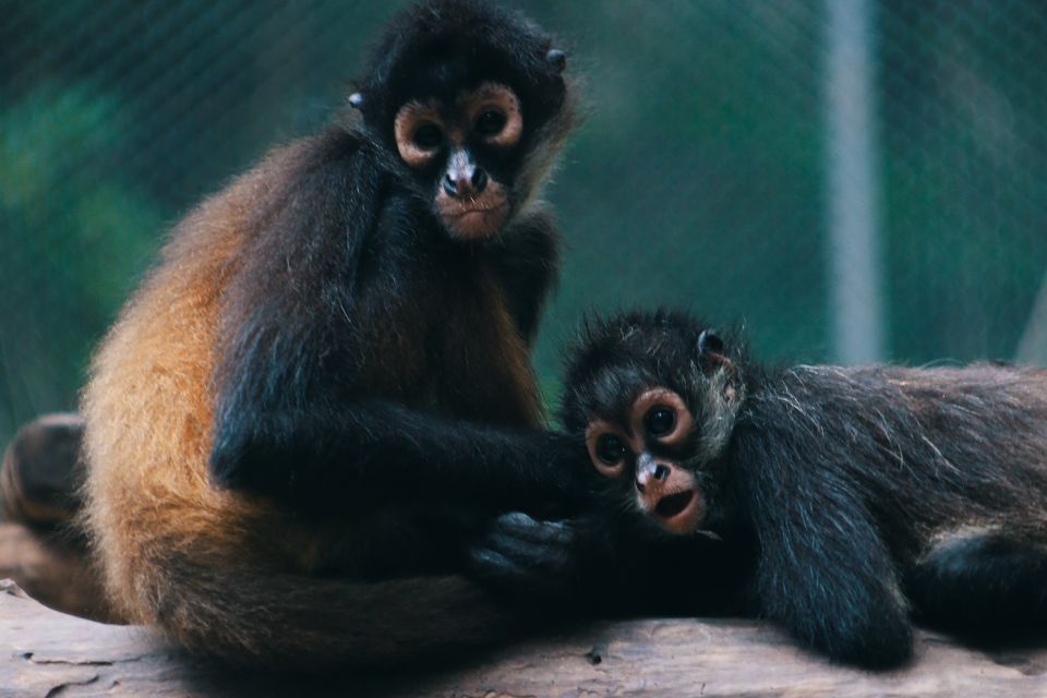 From Tulum: ATV Ride With Monkey Sanctuary and Cenote Trip - Rescued Monkeys at Sanctuary