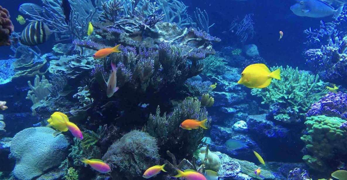 From Tulum: Cenote Riviera Maya & Snorkel Excursion - Crystal Clear Waters