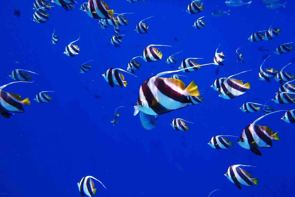 From Tulum: Cenote Riviera Maya & Snorkel Excursion - Refreshing Swim and Snorkel