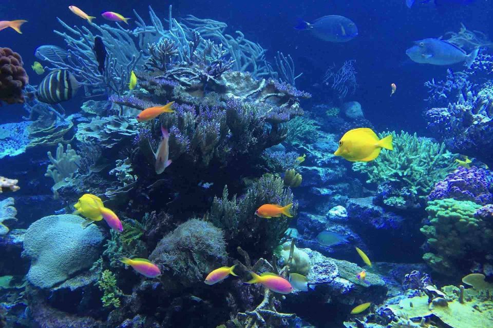 From Tulum: Cenote Riviera Maya & Snorkel Excursion - Important Considerations