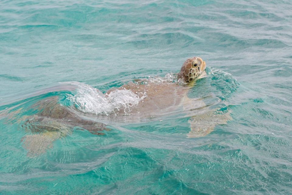 From Tulum: Sian Kaan Boat Trip Adventure With Lunch - Getting to Punta Allen
