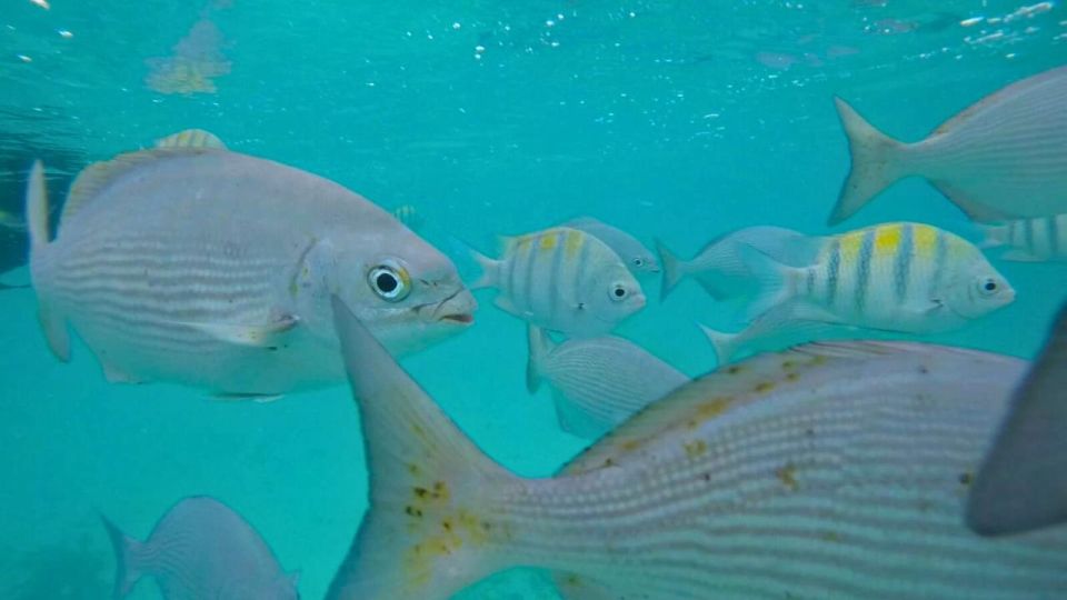 From Tulum: Tulum, Cenote and Turtle Swim Tour at Akumal - Itinerary Overview