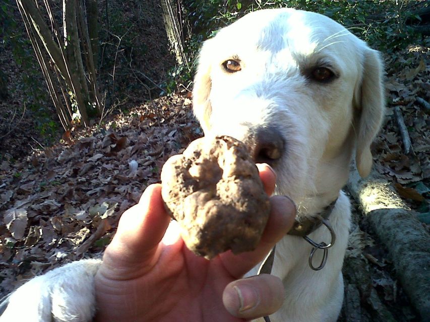 From Turin: Half-Day Truffle Hunting and Lunch in Piedmont - Highlights