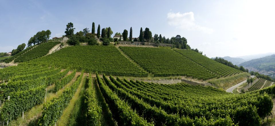 From Turin: Half-Day Truffle Hunting and Lunch in Piedmont - Experience