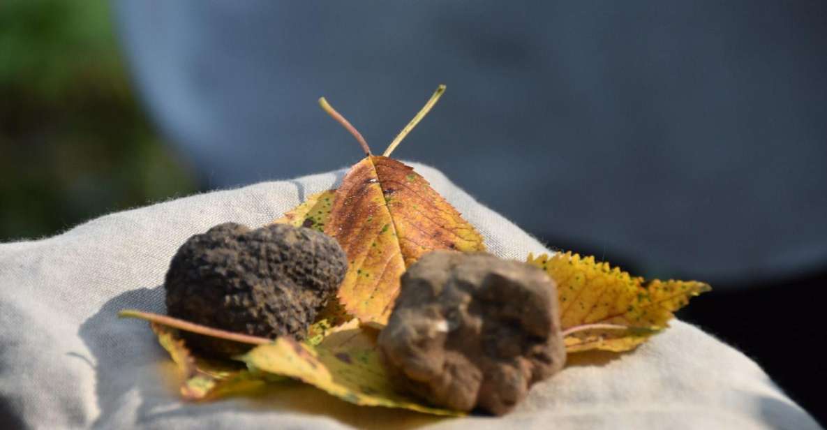 From Turin: Half-Day Truffle Hunting and Lunch in Piedmont - Customer Review
