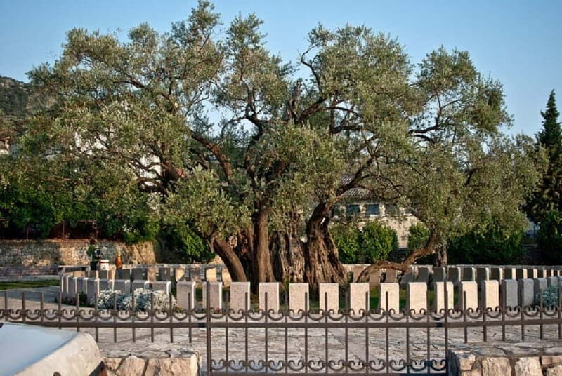 From Ulcinj: Visit Stari Bar and Old Olive Tree - Discovering Montenegro’s Hidden Gem: From Ulcinj to Stari Bar and the Old Olive Tree