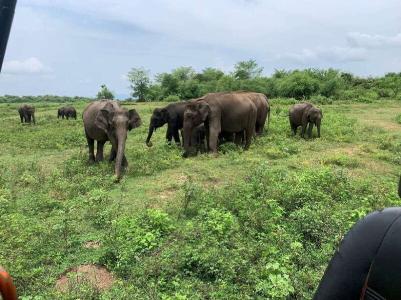 From Unawatuna: Udawalawe National Park Safari with transfer - Key Points