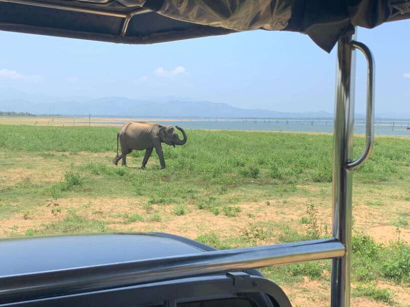 From Unawatuna: Udawalawe National Park Safari with transfer - Who Would Love This Tour?