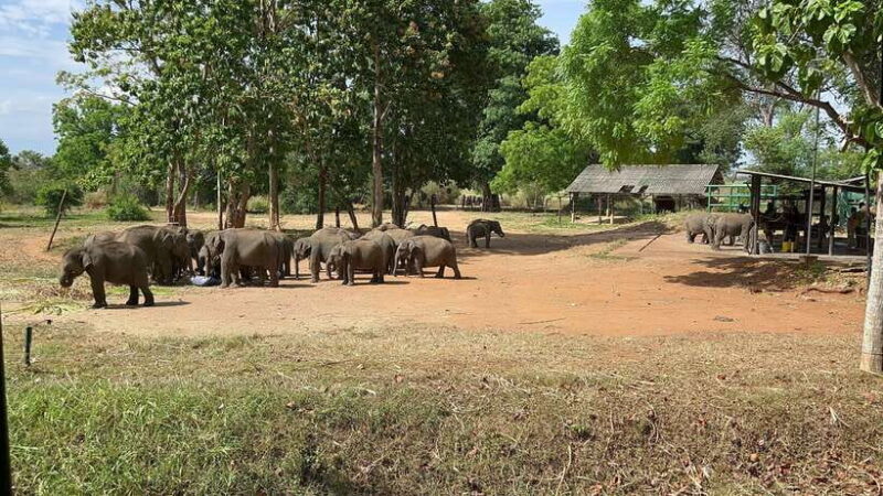 From Unawatuna: Udawalawe National Park Safari with transfer - Final Thoughts