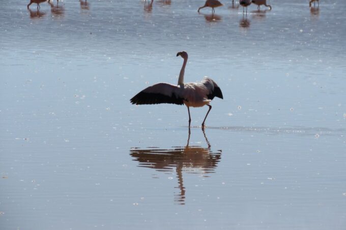 From Uyuni: Private Day Trip Laguna Colorada. - Important Safety Information