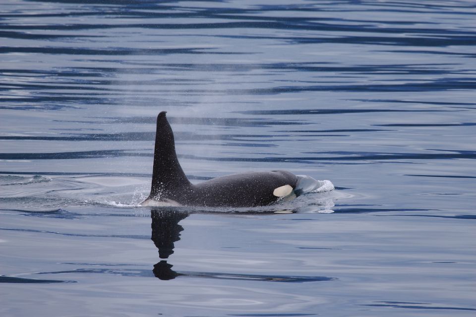 From Valdez: 7.5-hour Meares Glacier & Wildlife Cruise - Pickup and Transportation