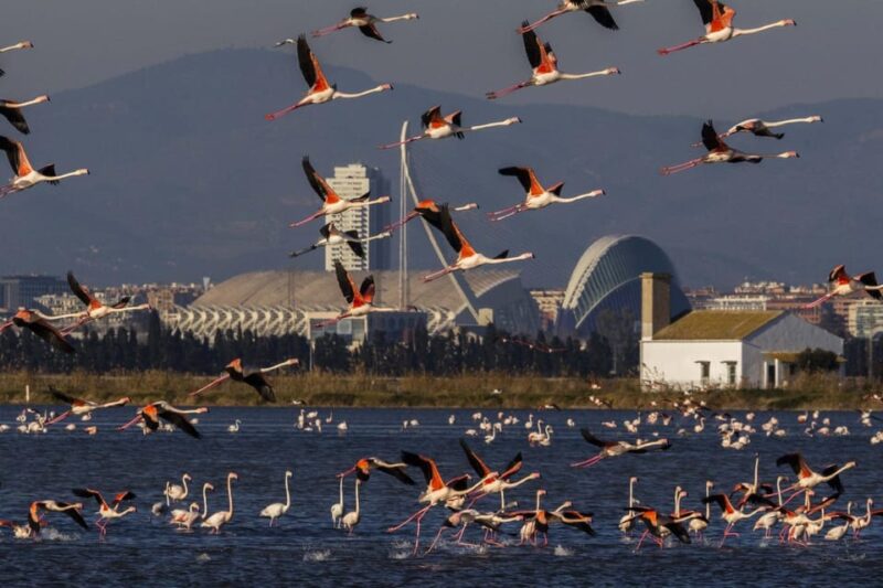 From Valencia: Albufera Boat Ride & Food (Paella) Included - Itinerary and Experience