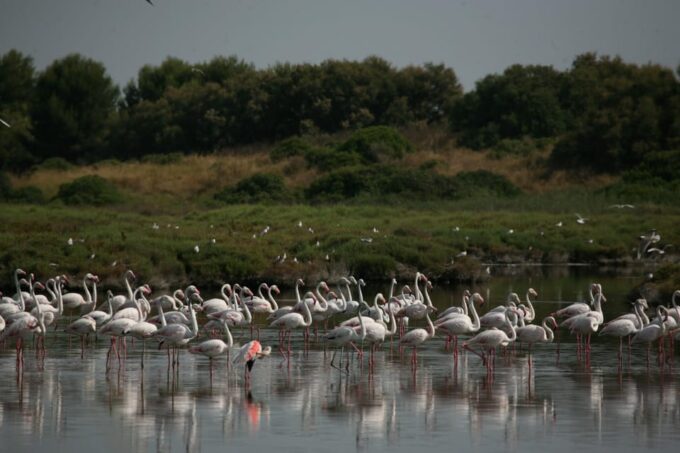 From Valencia: Albufera Boat Ride & Food (Paella) Included - Frequently Asked Questions
