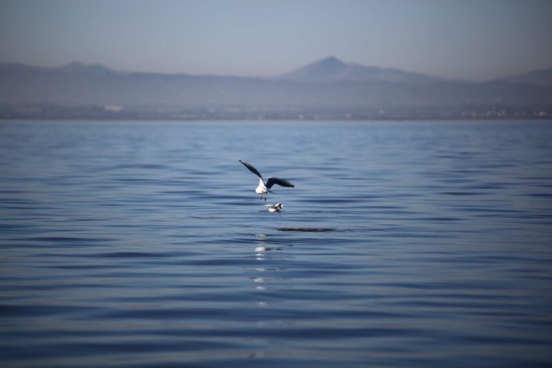 From Valencia: Private Albufera Van Tour With Boat Ride - Unique Tour Features