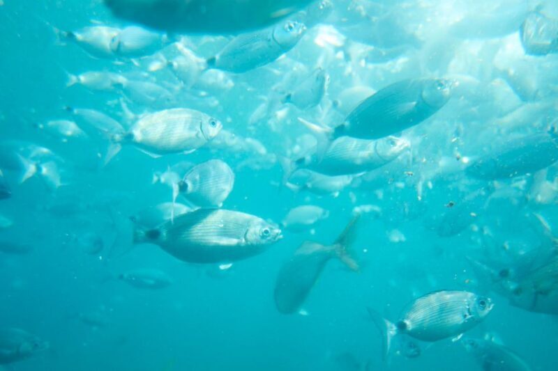 From Valencia: Tabarca Island - FAQ