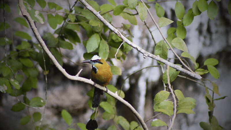 FROM VALLADOLID CHICHÉN ITZÁ + 2 CENOTES (PRIVATE TRANSPORTATION) - Key Points