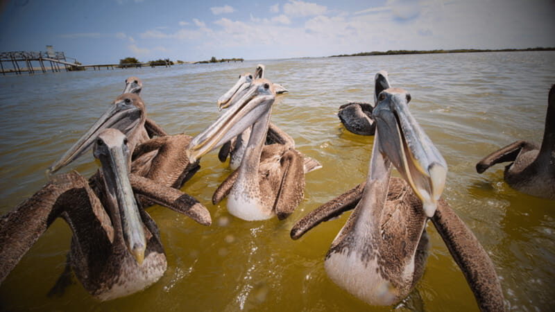 FROM VALLADOLID RIO LAGARTOS + LAS COLORADAS + CENOTE (COLECTIVO TOURISTIC) - Frequently Asked Questions