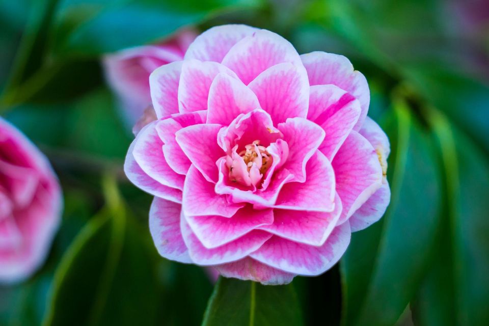 From Vancouver: Butchart Gardens & Victoria Sightseeing Tour - Sightseeing Tour of Victoria
