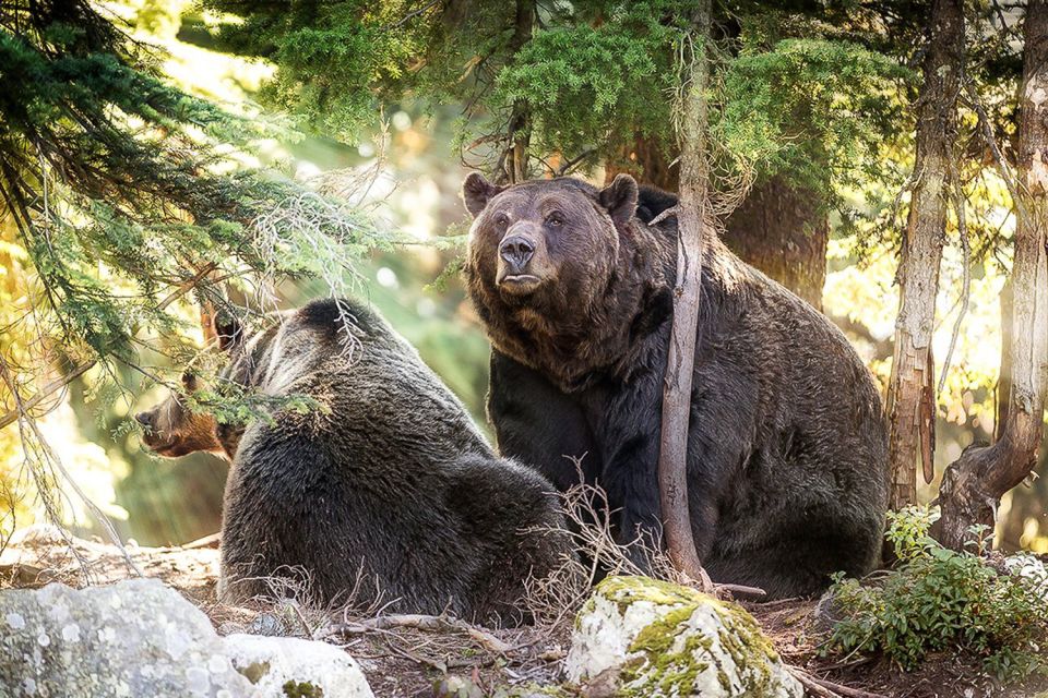 From Vancouver: Capilano Suspension Bridge & Grouse Mountain - Wildlife Viewing Opportunities