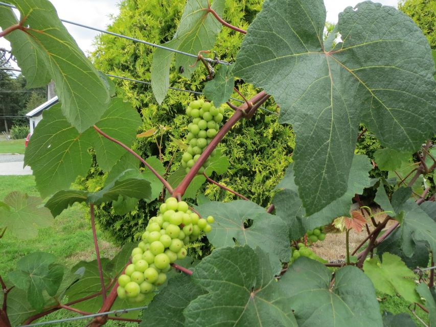 From Vancouver: Half-Day Fraser Valley Wine Tour - Highlights of the Tour