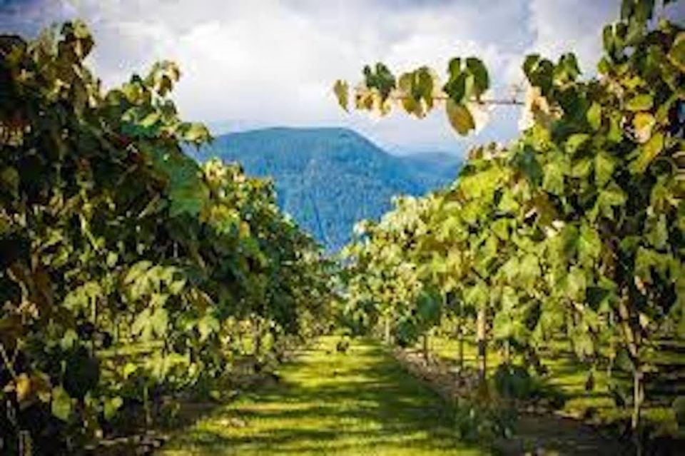 From Vancouver: Half-Day Fraser Valley Wine Tour - Additional Wineries