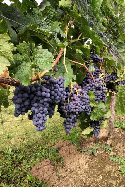 From Vancouver: Half-Day Fraser Valley Wine Tour - Duration and Small-Group Format
