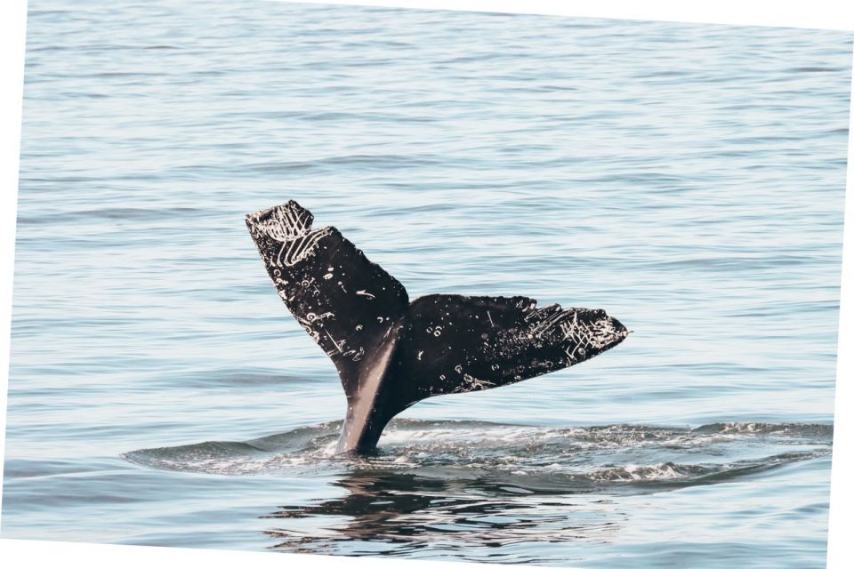 From Vancouver: Whale Watching and Victoria Trip by Seaplane - Trip Duration and Inclusions