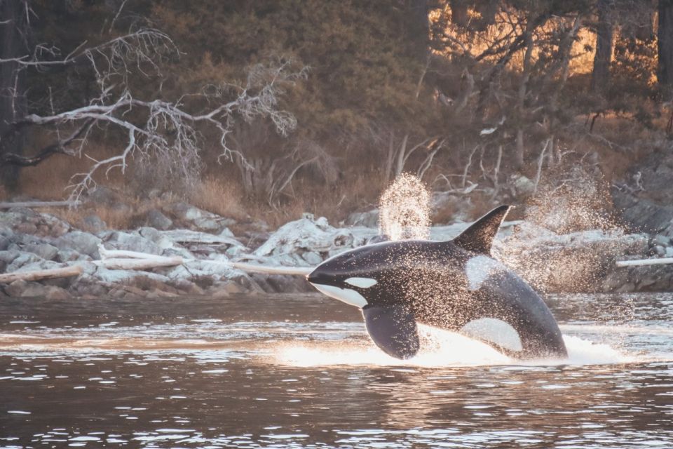 From Vancouver: Whale Watching and Victoria Trip by Seaplane - Discovering Marine Wildlife