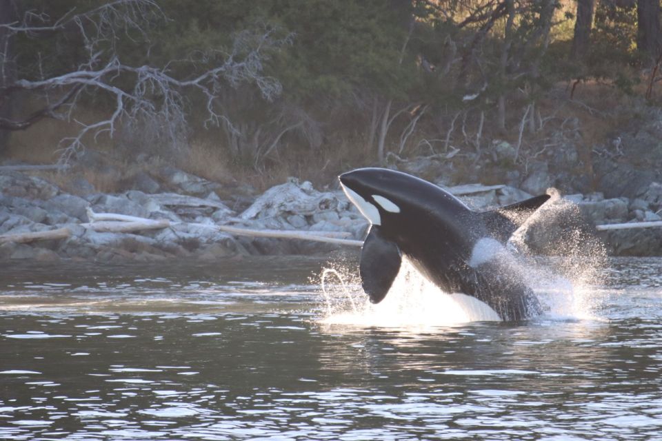 From Vancouver: Whale Watching and Victoria Trip by Seaplane - Frequently Asked Questions