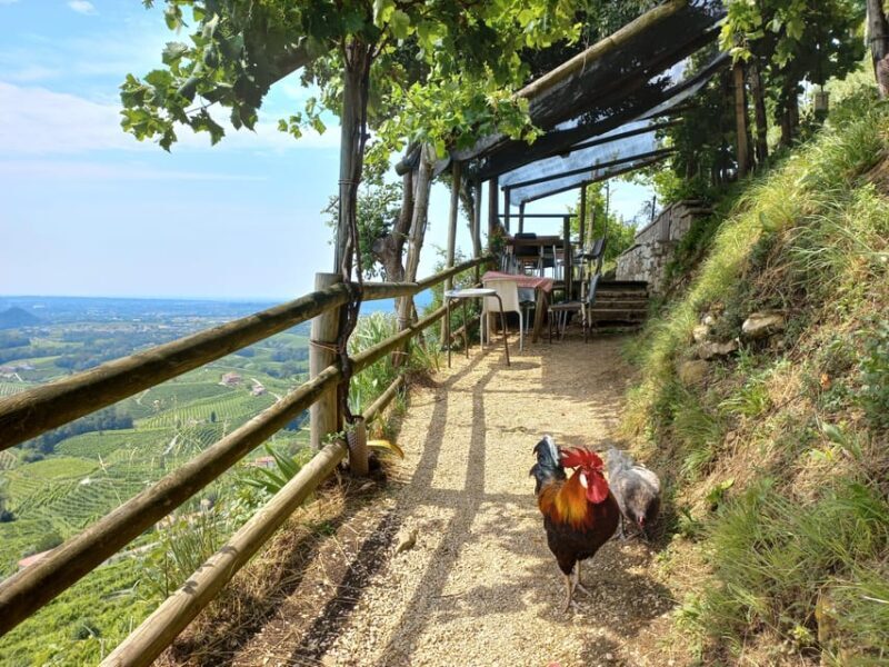 From Venice and Treviso: Prosecco Hills Wine and Food Tour - FAQ