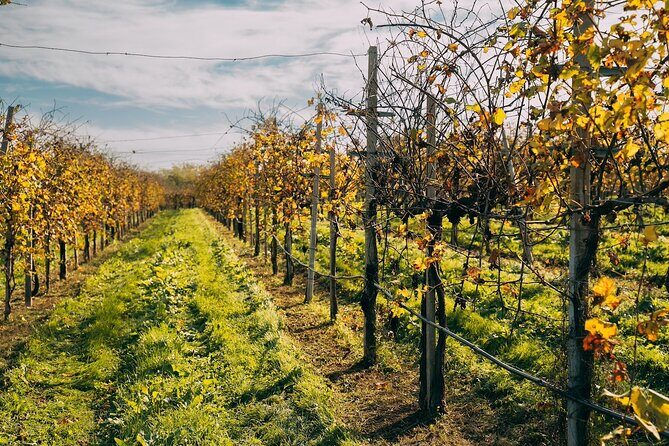 From Venice: Prosecco Wine Region Tour with 2 Tastings - Authentic Experiences and Guest Feedback