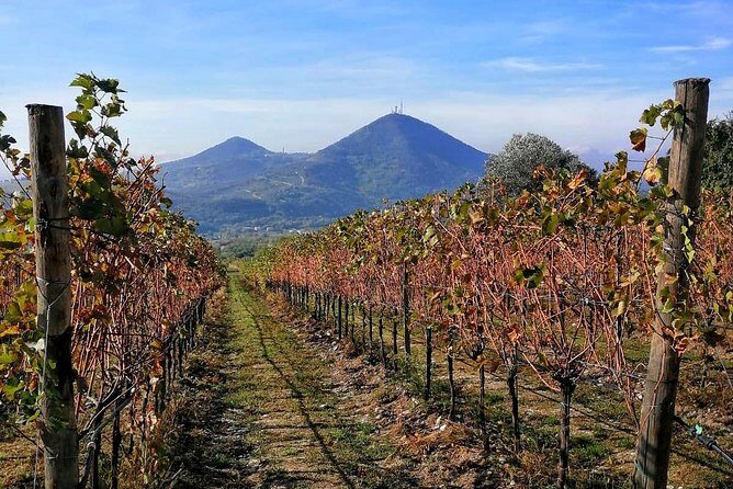 From Venice: Wine Tour in the Euganean Hills - Key Points