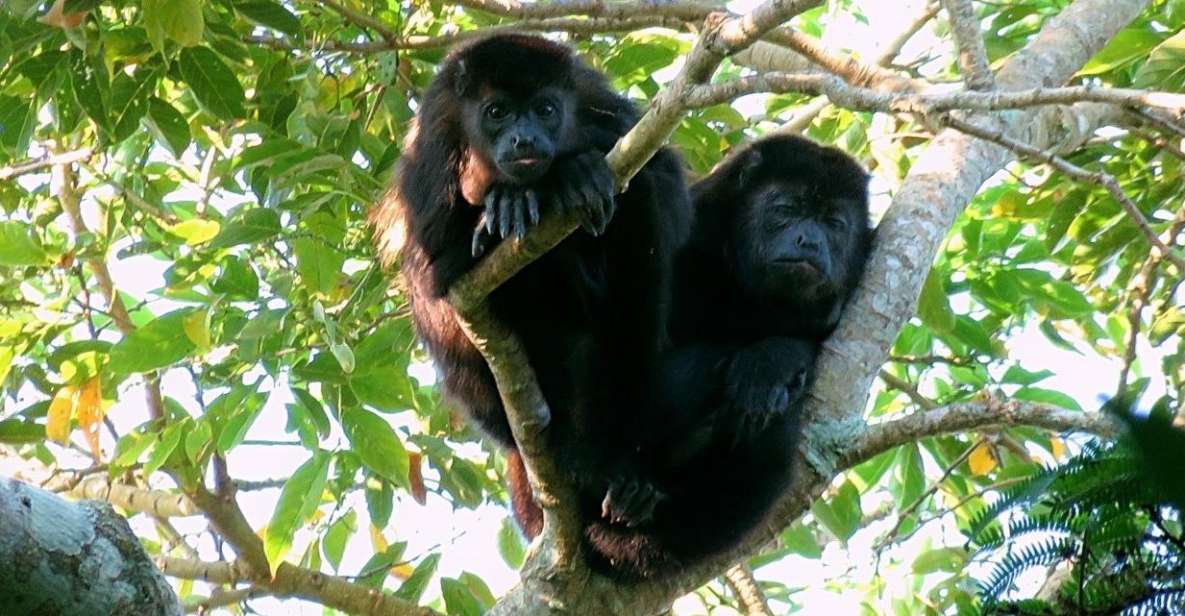 From Veracruz: Catemaco, Nature, Waterfalls & Monkeys Tour - Key Points