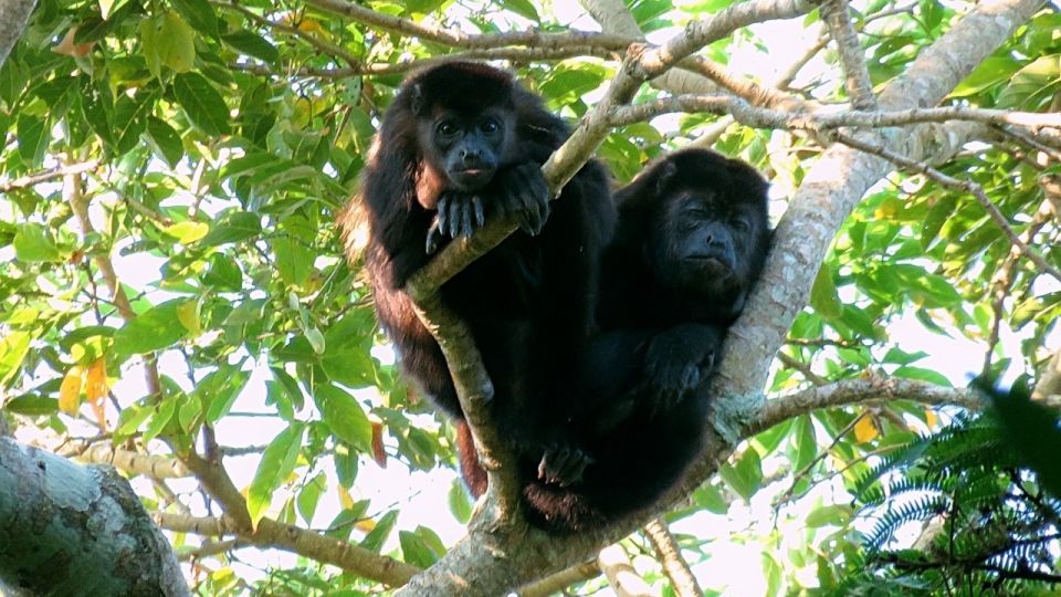 From Veracruz: Catemaco, Nature, Waterfalls & Monkeys Tour - Pickup and Drop-off