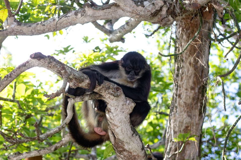 From Veracruz: Catemaco, Nature, Waterfalls & Monkeys Tour - Inclusions