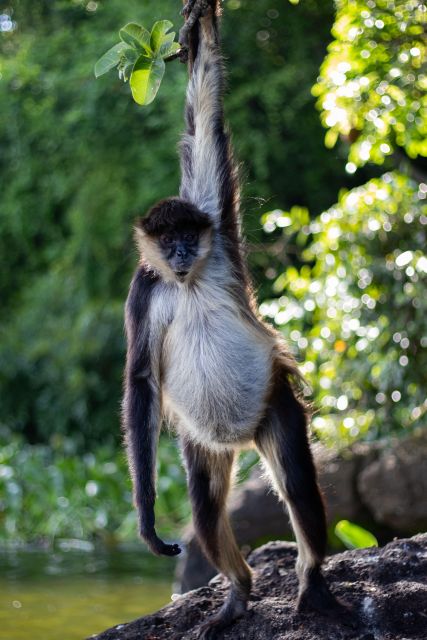 From Veracruz: Catemaco, Nature, Waterfalls & Monkeys Tour - Important Information
