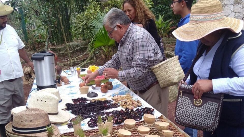From Veracruz or Boca Del Río: Coffee Tour in Coatepec - Highlights