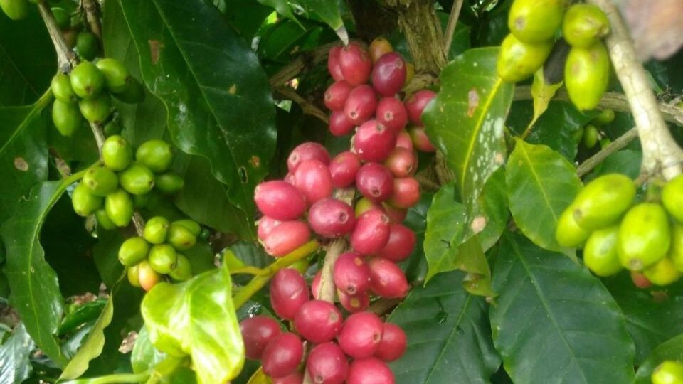 From Veracruz or Boca Del Río: Coffee Tour in Coatepec - Coatepec Town Center