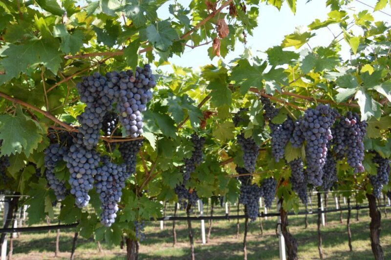 From Verona: Amarone Half-Day Wine Tasting Tour - Authentic Experiences and Why They Matter