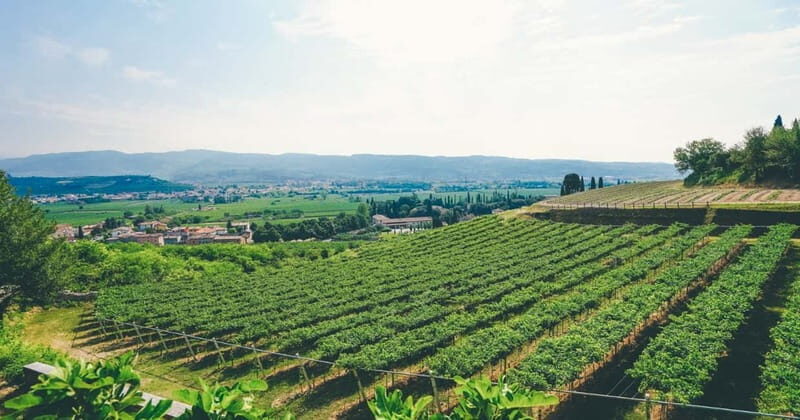 From Verona: Amarone Wine E-Bike Tour with Tasting - What Travelers Say