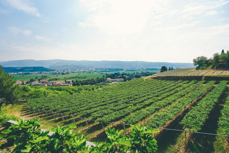 From Verona: Valpolicella and Amarone Wine Tasting Tour - Recap
