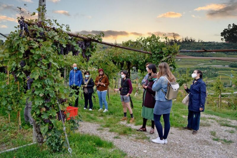From Verona: Valpolicella Winery Tour with Amarone Vintages - The Scenic Setting & Group Dynamics