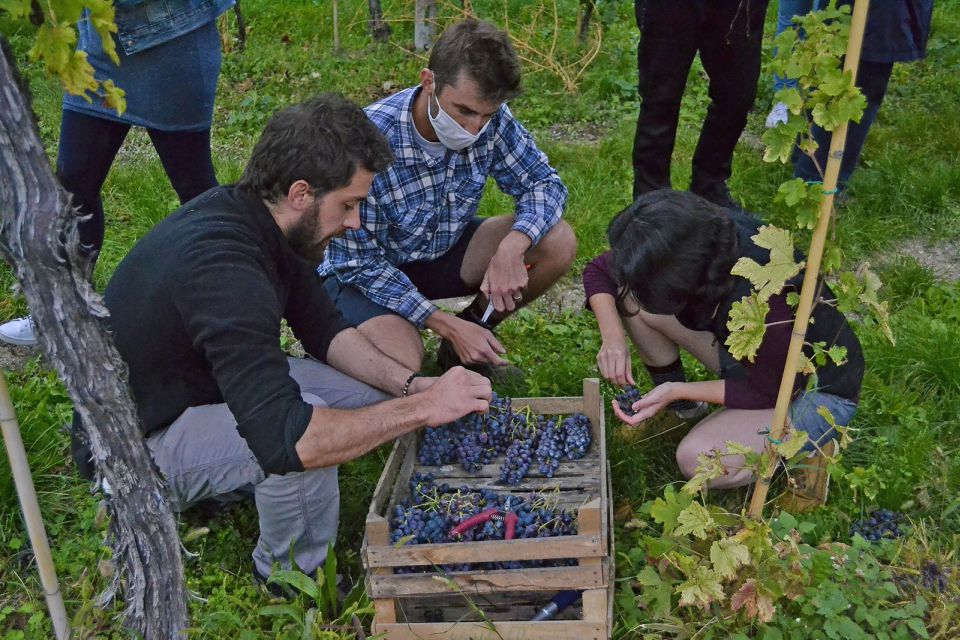 From Verona: Valpolicella Winery Tour With Amarone Vintages - Tips for Visitors