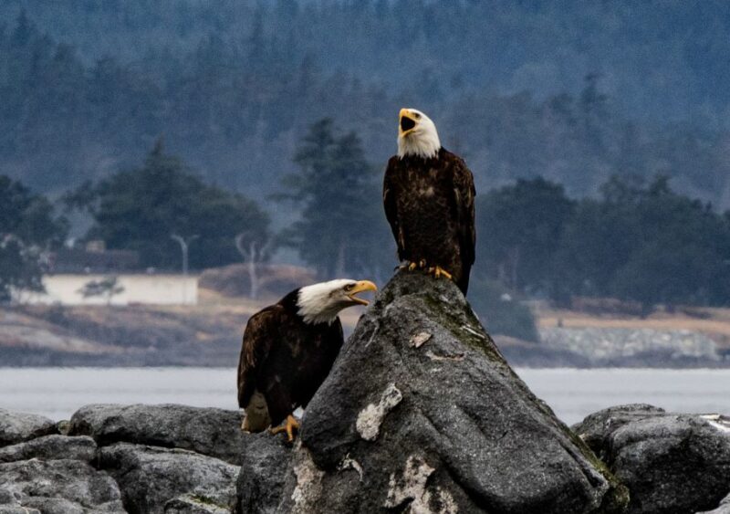 From Victoria: Whale Watching Marine Wildlife Excursion - Setting the Scene: What to Expect on the Tour