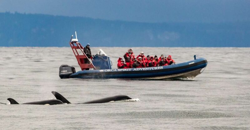 From Victoria: Whale Watching Marine Wildlife Excursion - Who Will Love This Experience?