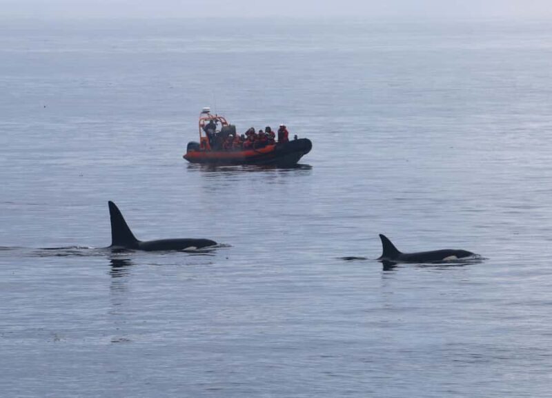 From Victoria: Whale Watching Marine Wildlife Excursion - Who Might Want to Consider Alternatives