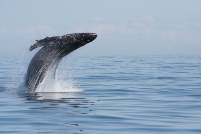 From Victoria: Whale Watching Marine Wildlife Excursion - FAQ