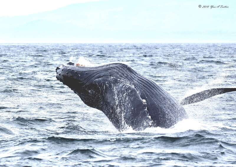 From Victoria: Whale Watching Tour by Zodiac Boat - Final Thoughts