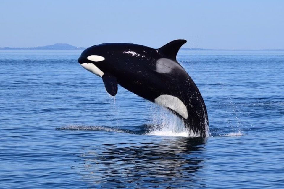 From Victoria: Whale Watching Tour by Zodiac Boat - Included Features
